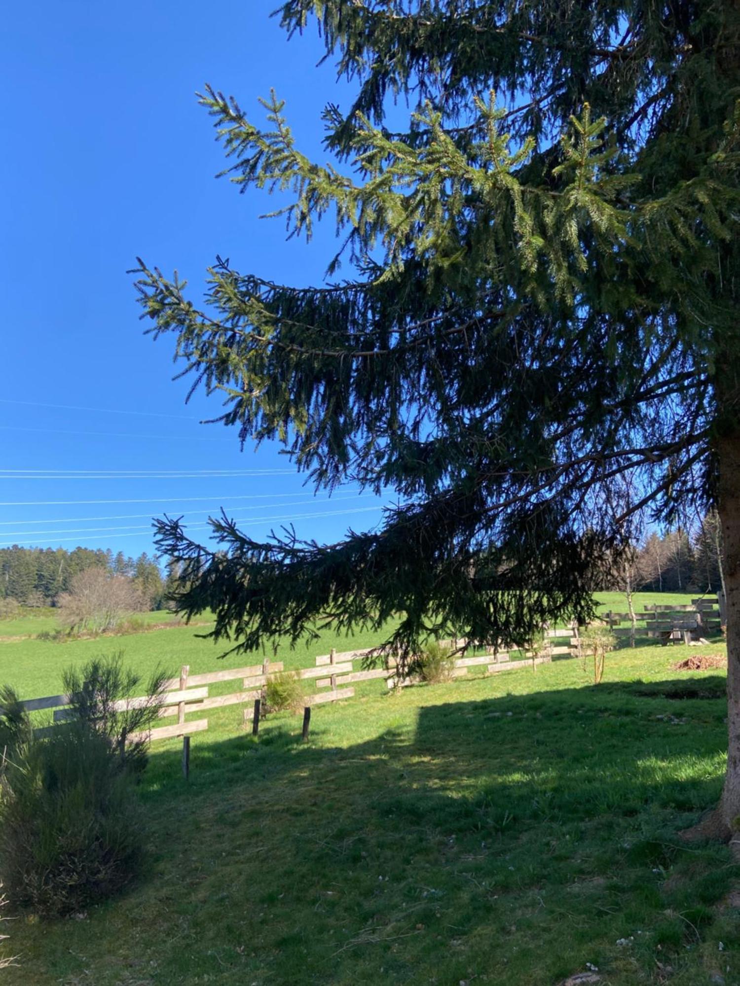 Chalet Authentique Au Calme, En Lisiere De Foret, Montagne, Sentiers 15Mn Gerardmer & Alsace "Chalet Mon Beau Sapin" Anould المظهر الخارجي الصورة